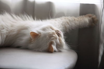 Close-up of a cat sleeping