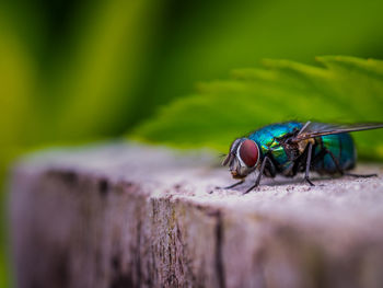 Close-up of insect on retaining wall