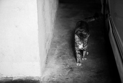 High angle view of cat on wall