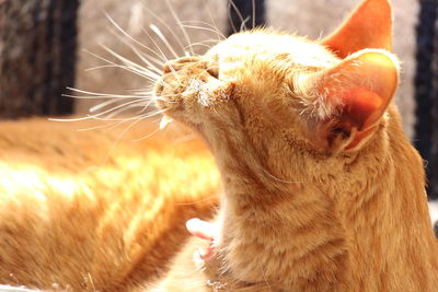 Close-up of a cat