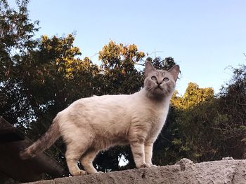 Portrait of cat standing against trees