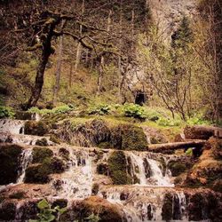 Stream flowing through forest