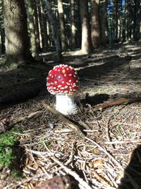 Close-up of fly agaric mushroom on field