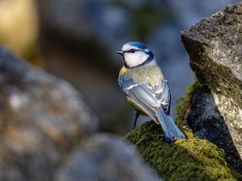 Close-up on a bluetit perched on a moss covered rock. the picture is taken in sweden during spring.