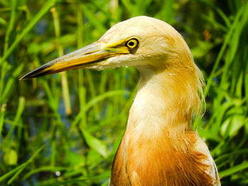 Close-up of a bird