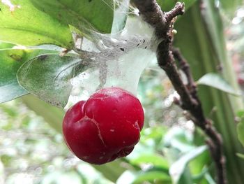 Close-up of strawberry growing on tree