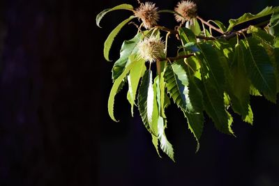 Close-up of wilted flower plant