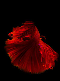 Close-up of red hibiscus over black background