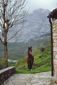 Portrait of a horse standing on landscape