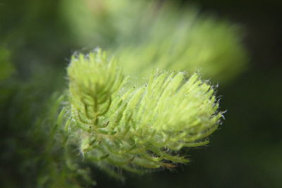 Close-up of plant