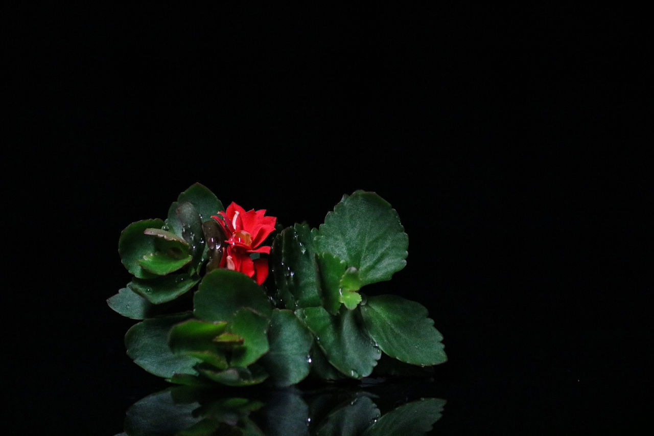 CLOSE-UP OF RED FLOWER AGAINST BLACK BACKGROUND