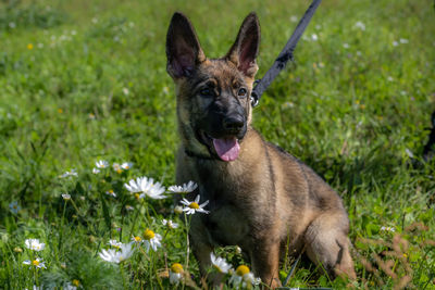 Dog portrait of an eleven weeks old german shepherd puppy.