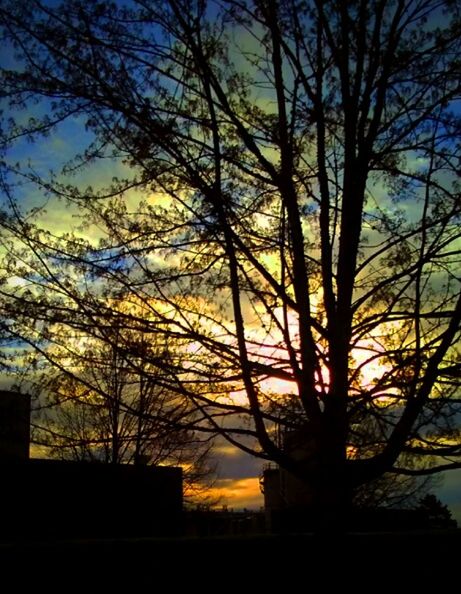 SILHOUETTE OF TREES AT SUNSET