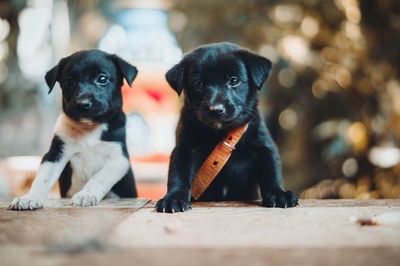 Portrait of puppies rearing up outdoors