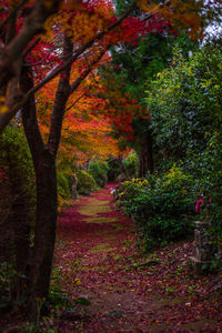 Footpath amidst trees in park during autumn