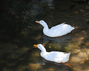 Birds floating on water