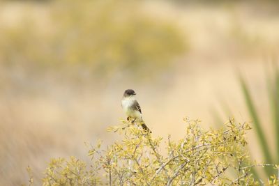 Close-up of bird perching on plant