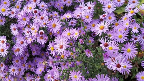 High angle view of flowering plant