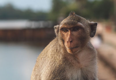 Portrait of monkey looking away