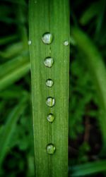 Close-up of snake on grass