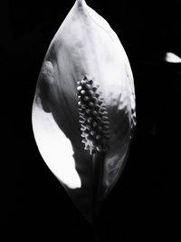 Close-up of white rose against black background