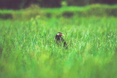 Bird perching on a field