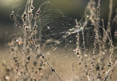 Close-up of spider on web