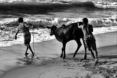 Cow and men walking towards sea at beach