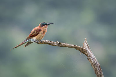 Close-up of bird perching on branch