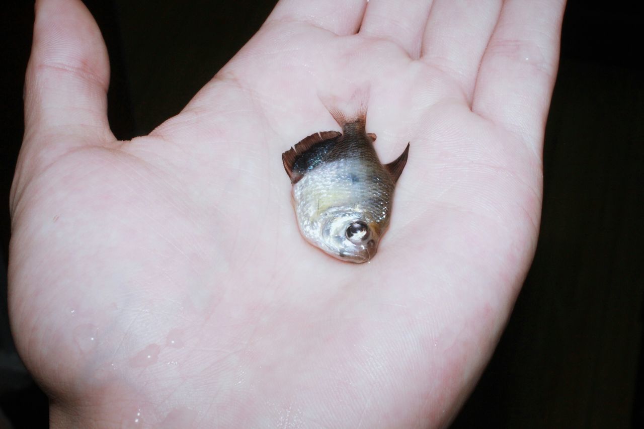 person, animal themes, one animal, wildlife, part of, human finger, animals in the wild, close-up, holding, unrecognizable person, cropped, palm, insect, reptile, animal shell, detail