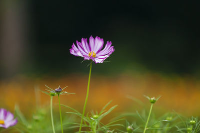 Close-up of purple flowering plant on field