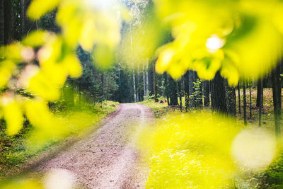 Yellow road amidst trees in forest