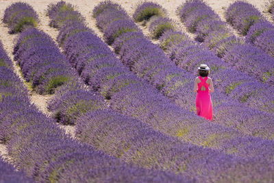 Full frame shot of lavender flowers on field