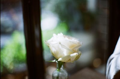 Close-up of white flowering plant