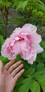 Close-up of hand holding pink rose flower