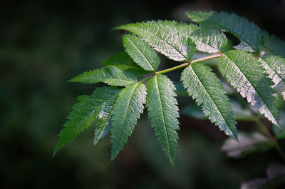 Close-up of fresh green leaves