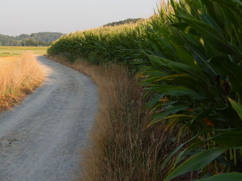 Plants growing on field by road against sky