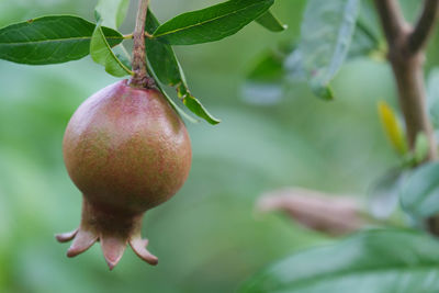 Close-up of fruits hanging on tree