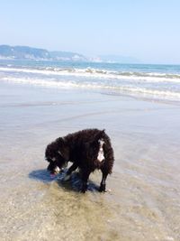 Dog relaxing on beach