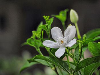 Close-up of white flower