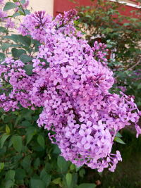 Close-up of purple flowers