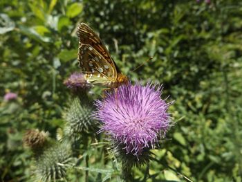 Close-up of butterfly on pink flower