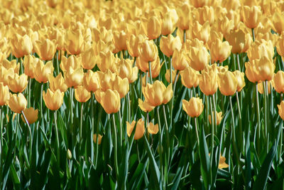 Close-up of yellow tulips on field