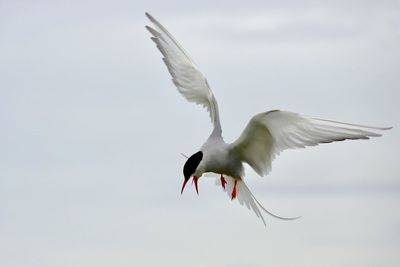 Low angle view of arctic tern flying
