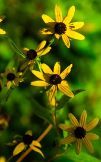 Close-up of yellow flowering plant