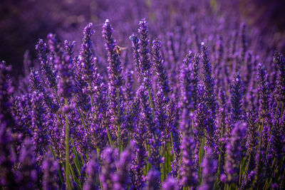 Close-up of purple lavender flowers on field