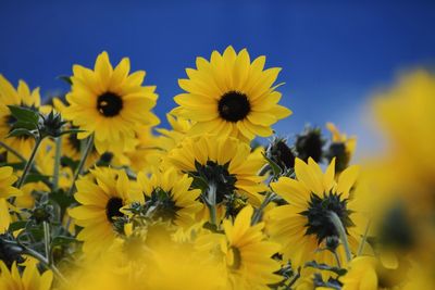Close-up of yellow flowering plants