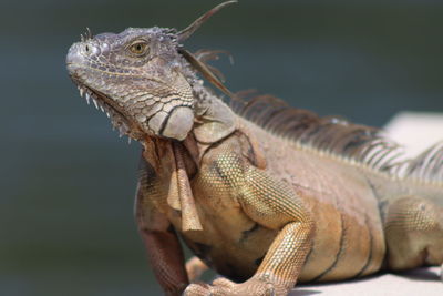 Close-up of lizard