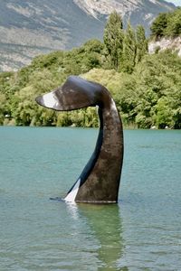 Scenic view of lake with whale