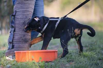 Low section of person with dog standing on grass